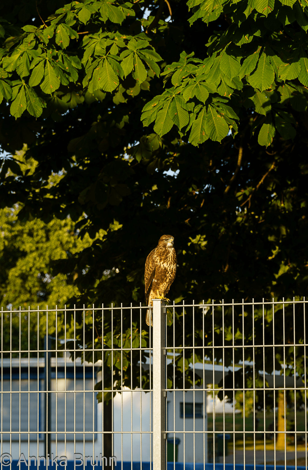 Unser Nachbar der Mäusebussard